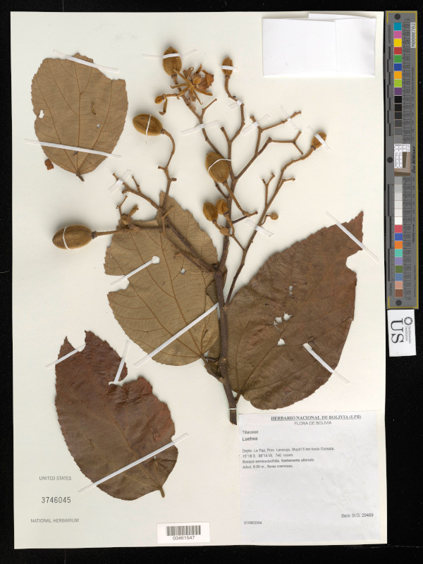 Digitized mounted specimen from the National Herbarium Collection