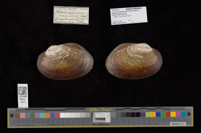 Digitized specimen of freshwater mussel shells and scalebar